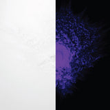 Strontium aluminate White Mystery pigment powder splash on black background, split day/night—soft white powder by day and rich purple neon glow at night for vibrant, long-lasting after-dark effects